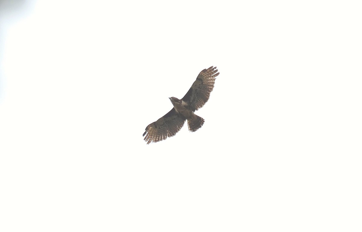 Madagascar Buzzard - ML641477867