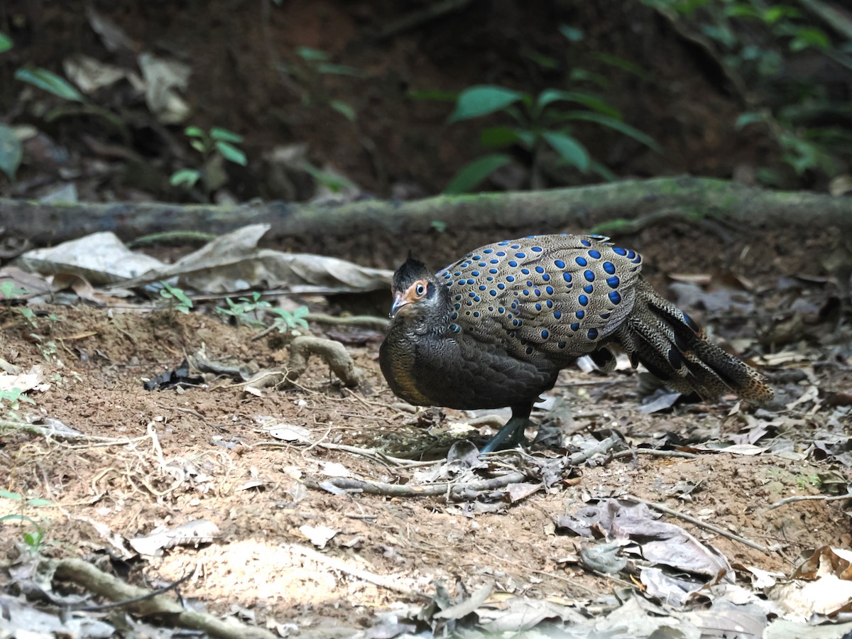 Malayan Peacock-Pheasant - ML641477876