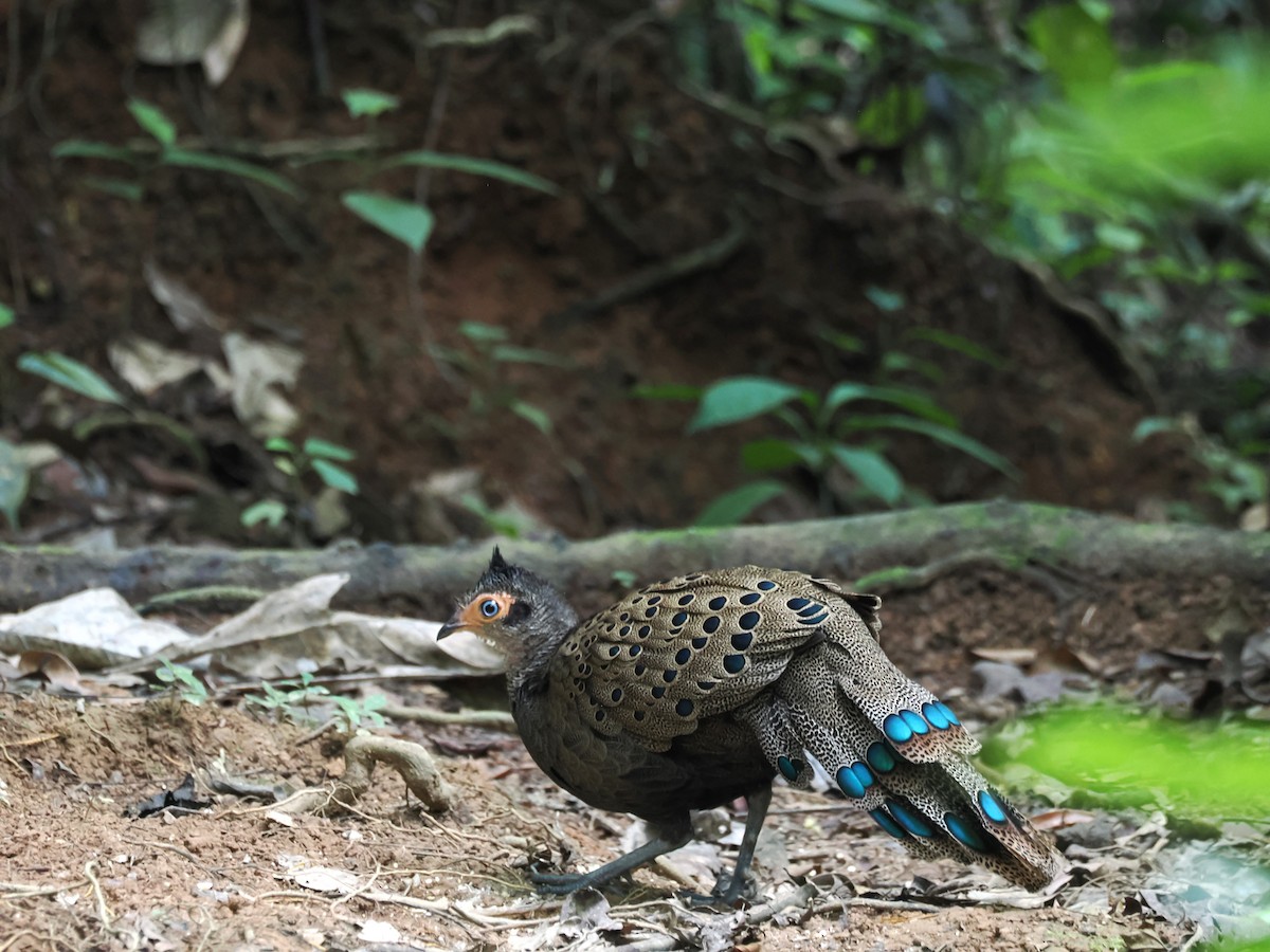 Malayan Peacock-Pheasant - ML641477884