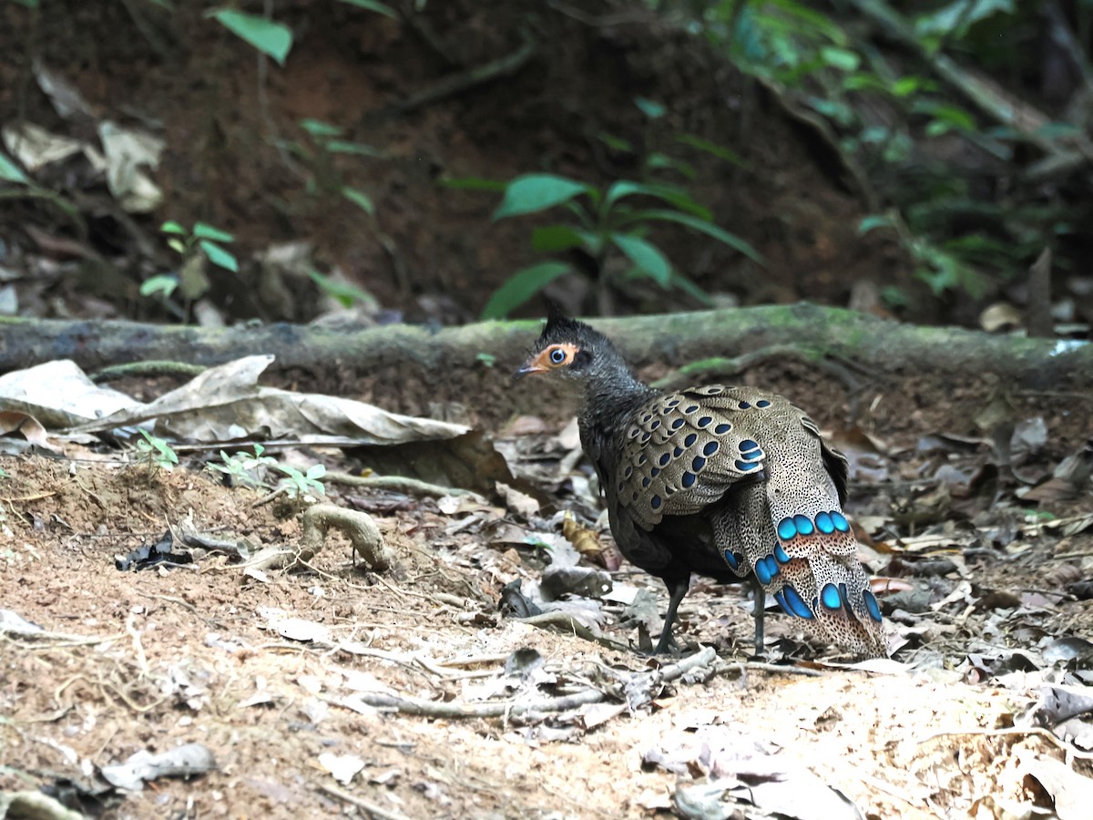 Malayan Peacock-Pheasant - ML641477888