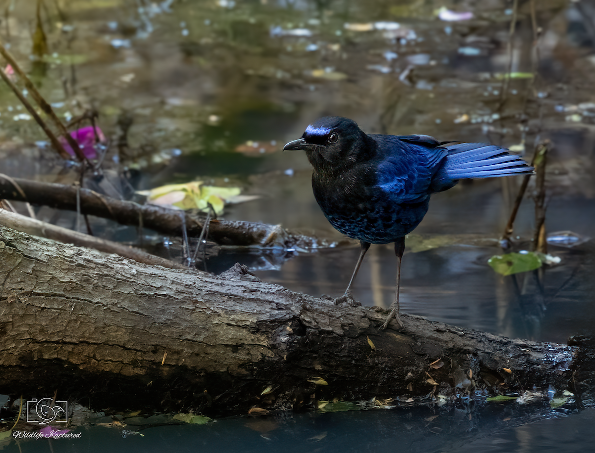 Malabar Whistling-Thrush - ML641477915