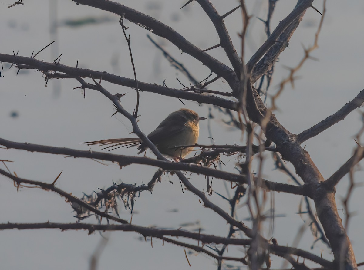 Jungle Prinia - ML641477930