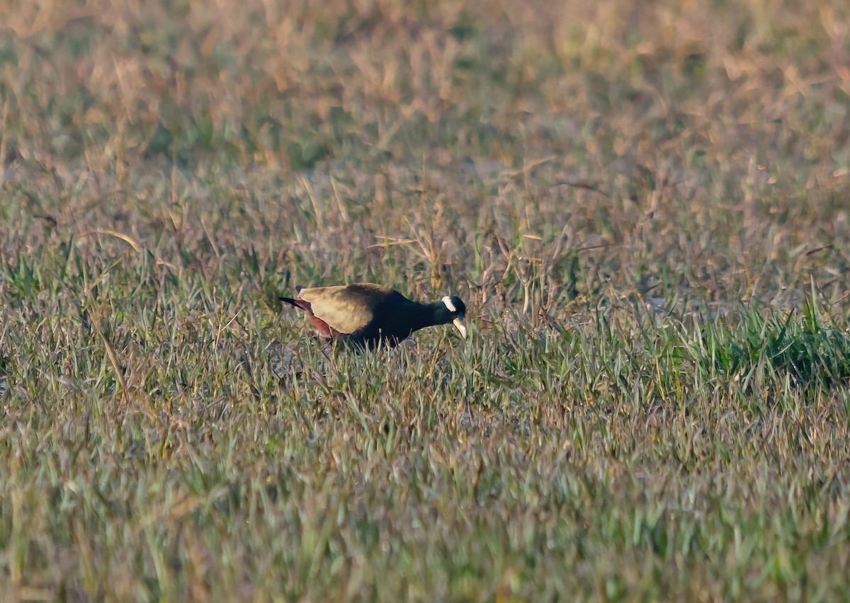 Bronze-winged Jacana - ML641477958