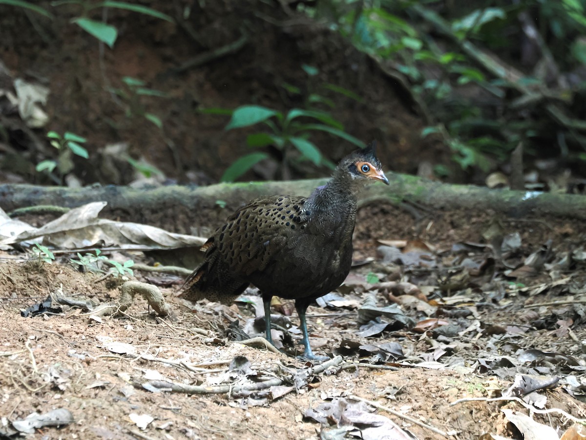 Malayan Peacock-Pheasant - ML641477962