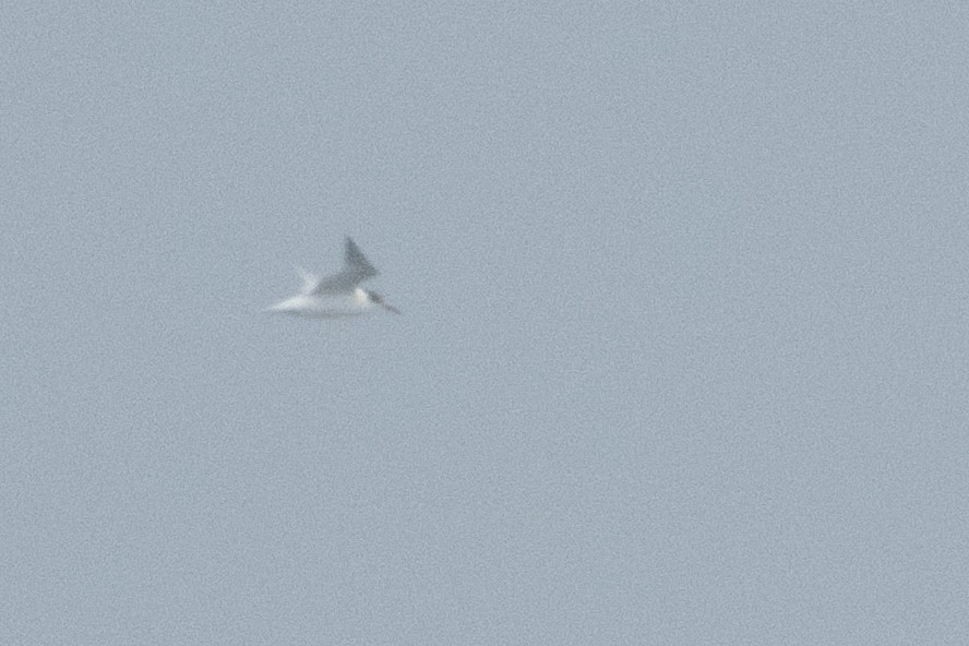 Common Tern - ML641478015