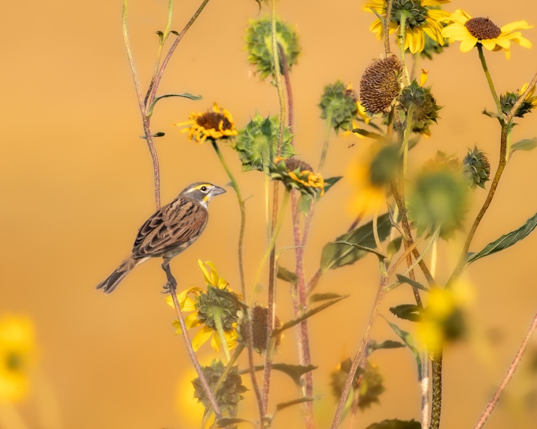 Dickcissel - ML641478018