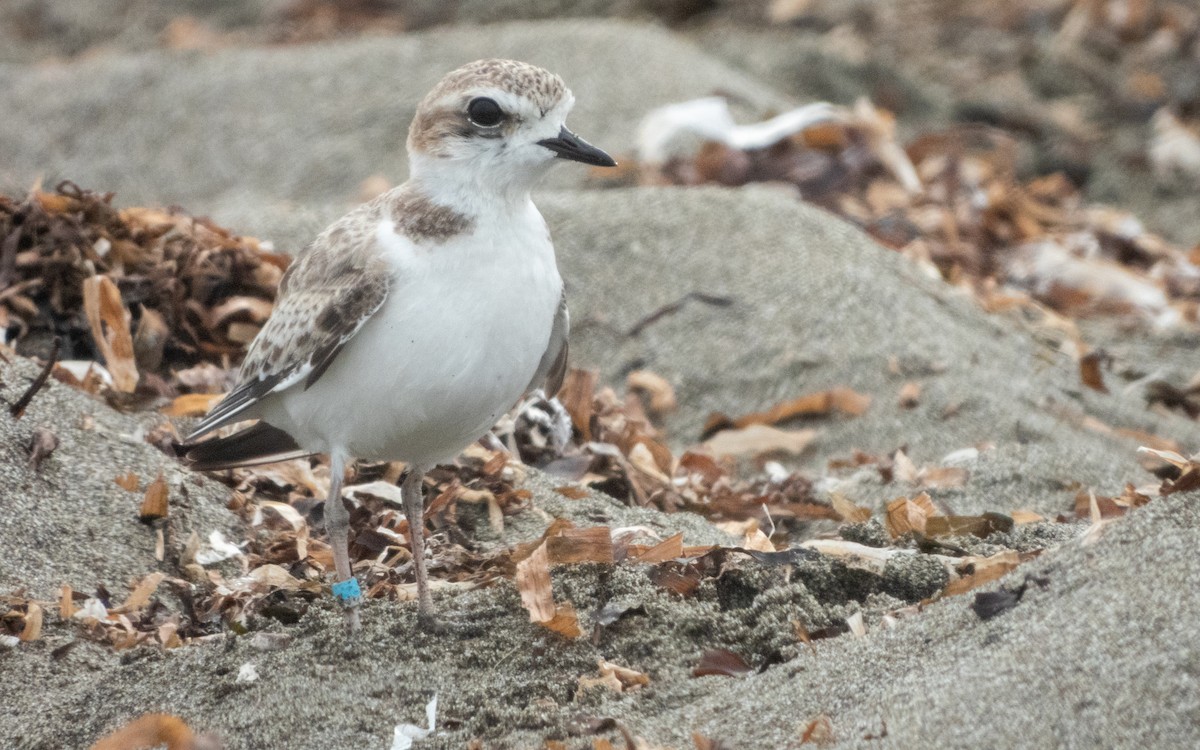 Snowy Plover - ML641478021