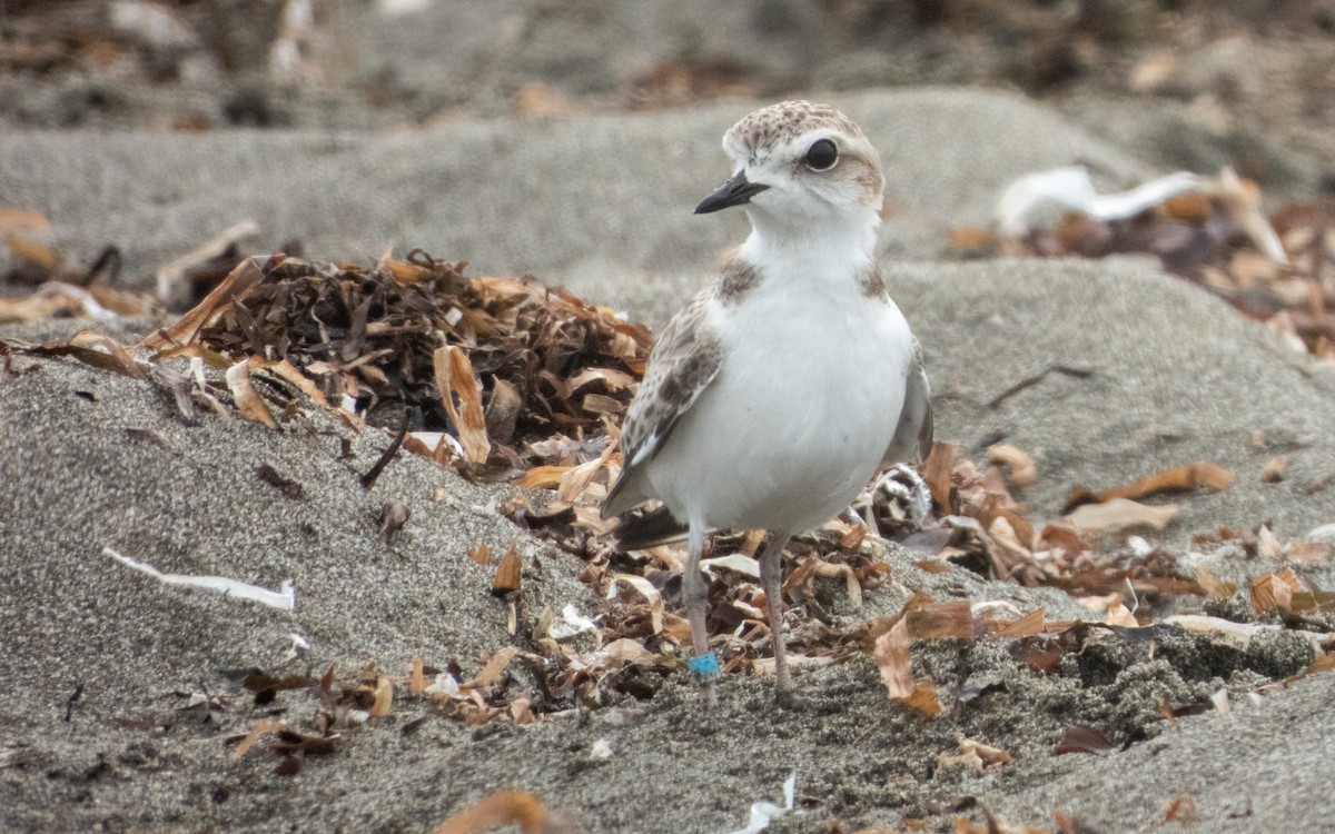 Snowy Plover - ML641478022