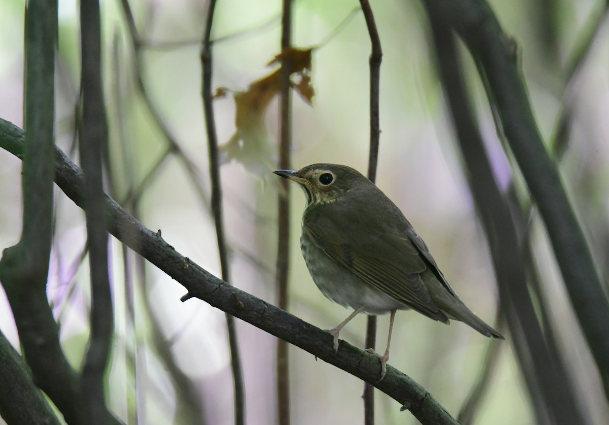 Swainson's Thrush - ML641478037