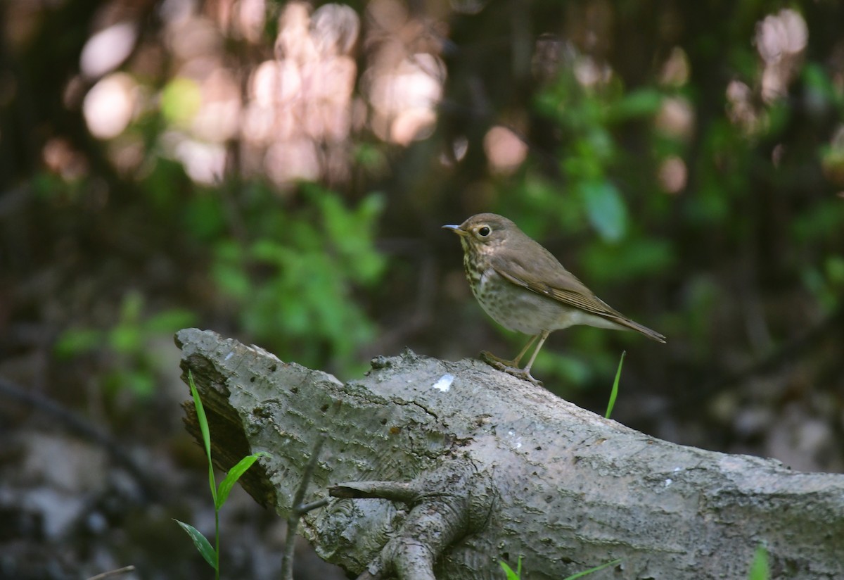 Swainson's Thrush - ML641478038