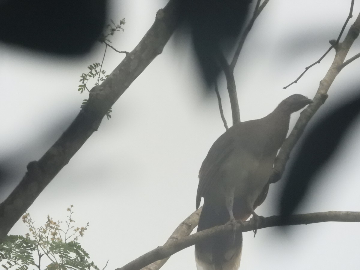 Chachalaca Alirroja - ML641478053