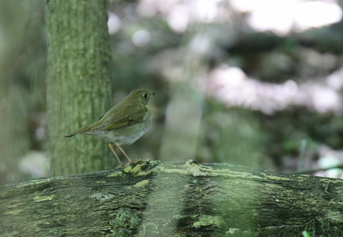 Bicknell's Thrush - ML641478072