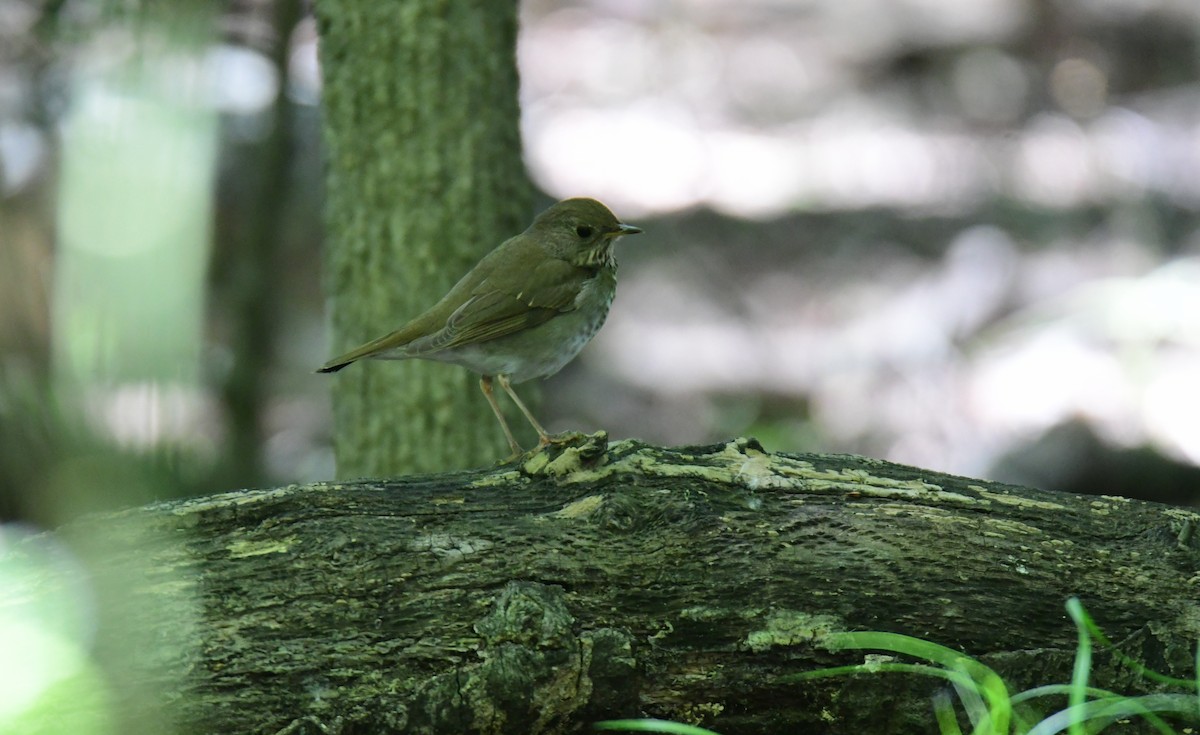 Bicknell's Thrush - ML641478073