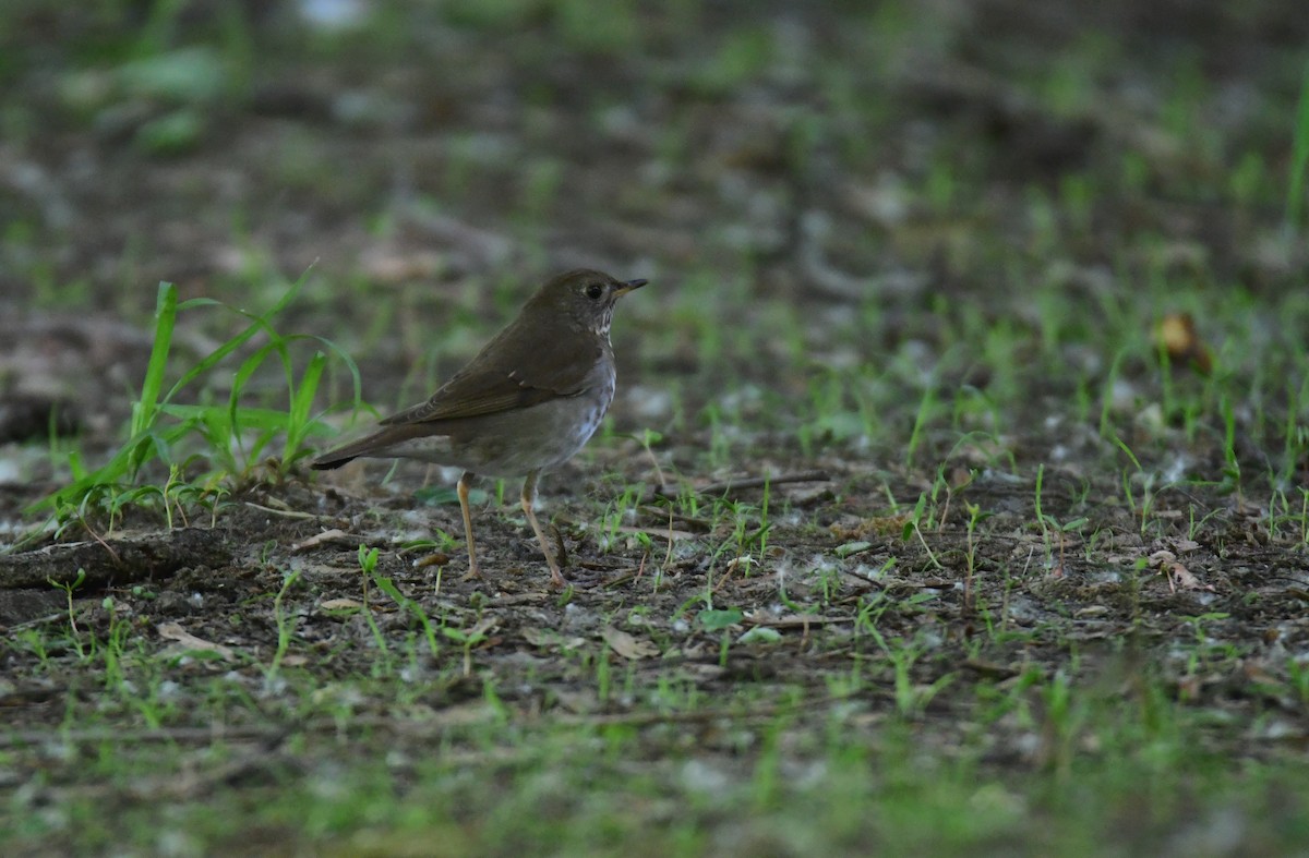 Bicknell's Thrush - ML641478074