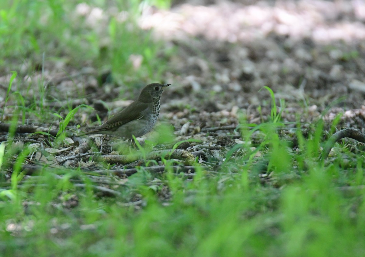 Gray-cheeked Thrush - ML641478075