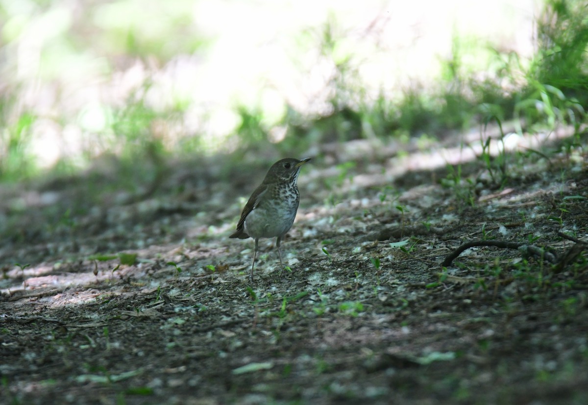 Bicknell's Thrush - ML641478076