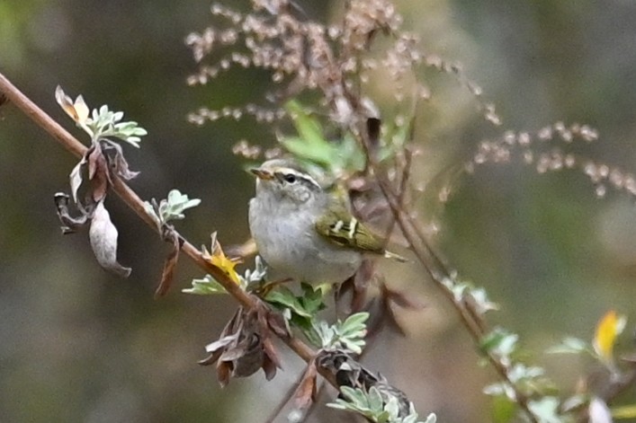 Ashy-throated Warbler - ML641478080