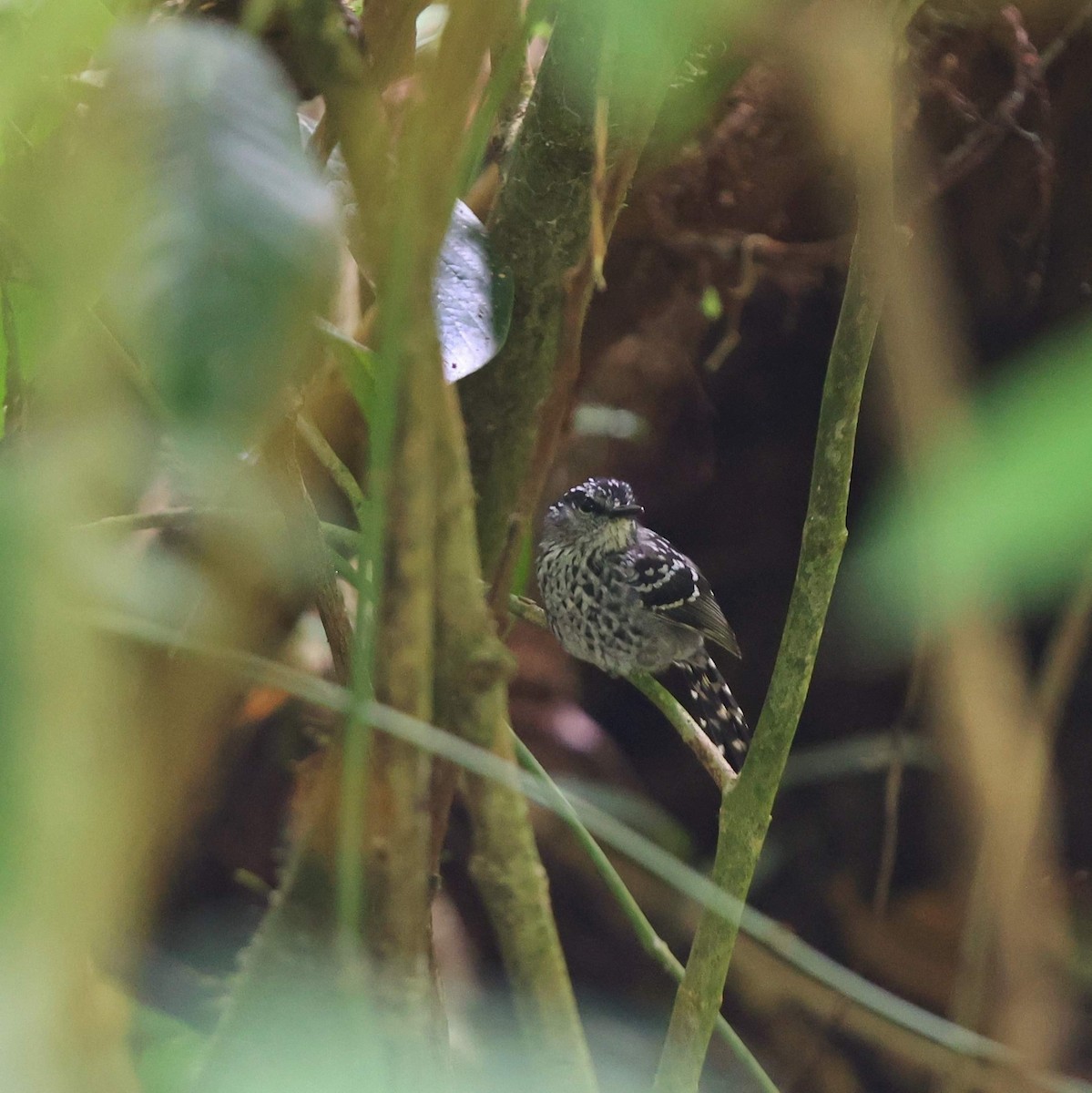 Scaled Antbird - ML641478085