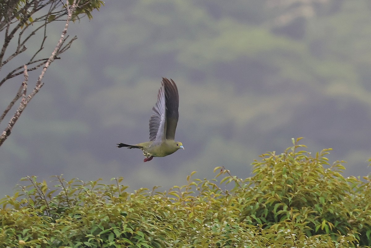 Whistling Green-Pigeon - ML641478096