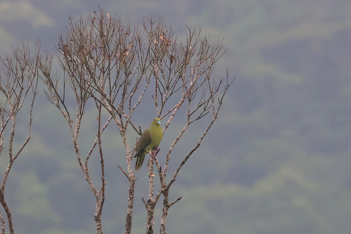 Whistling Green-Pigeon - ML641478097