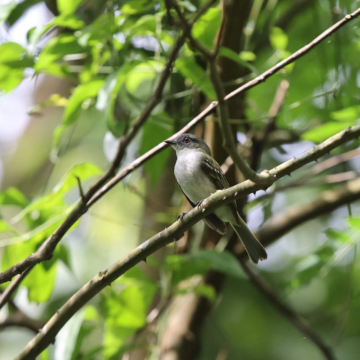 Gray-headed Elaenia - ML641478100