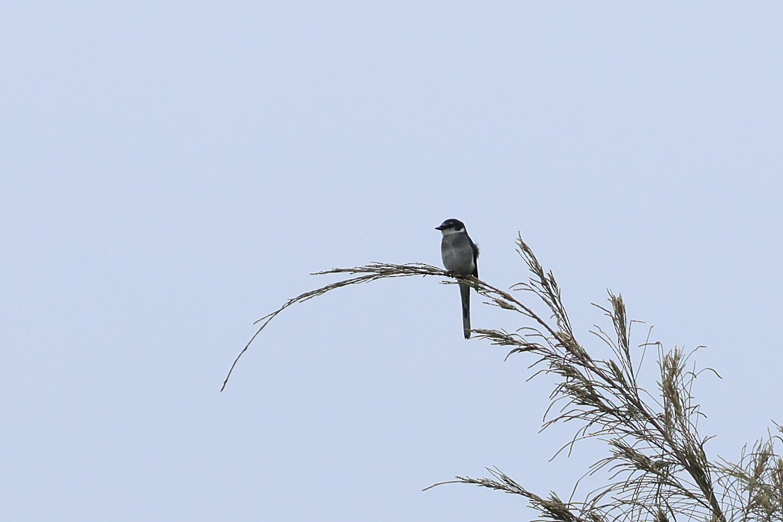 Ryukyu Minivet - ML641478101