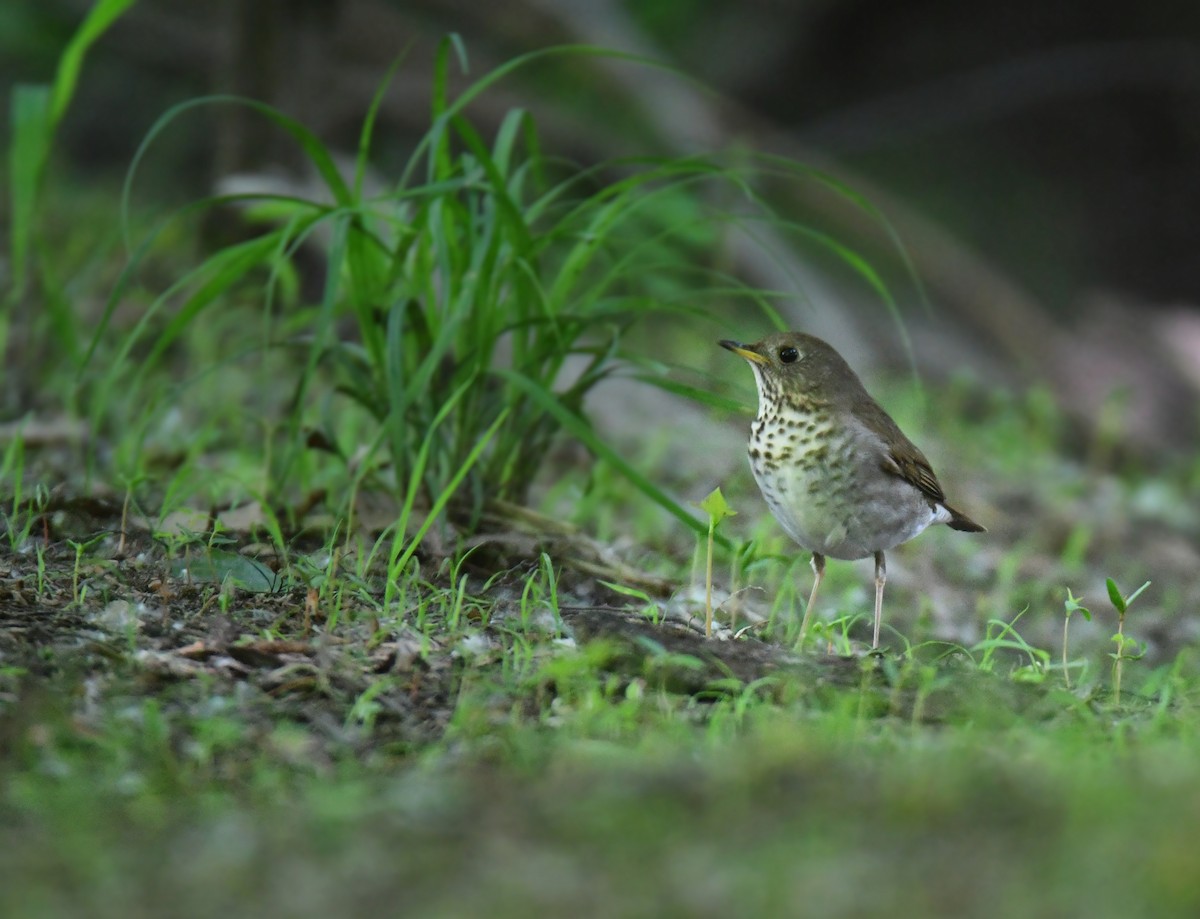 Bicknell's Thrush - ML641478103