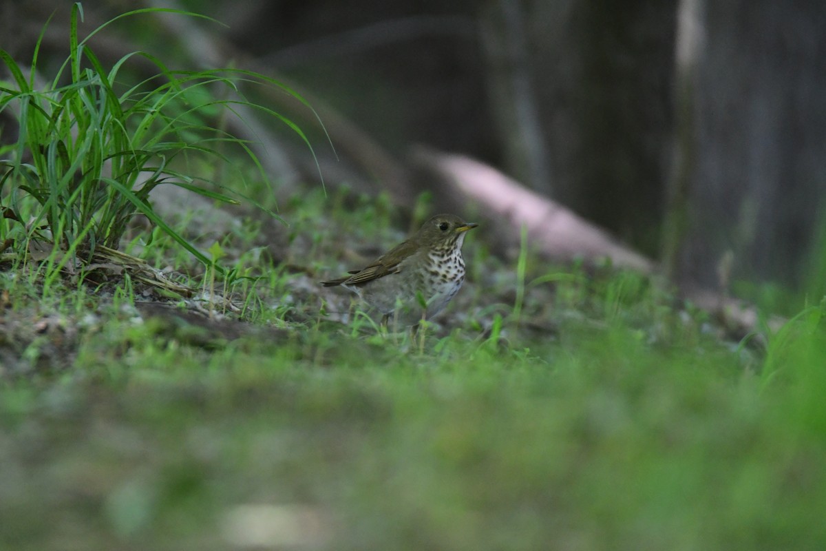 Bicknell's Thrush - ML641478106