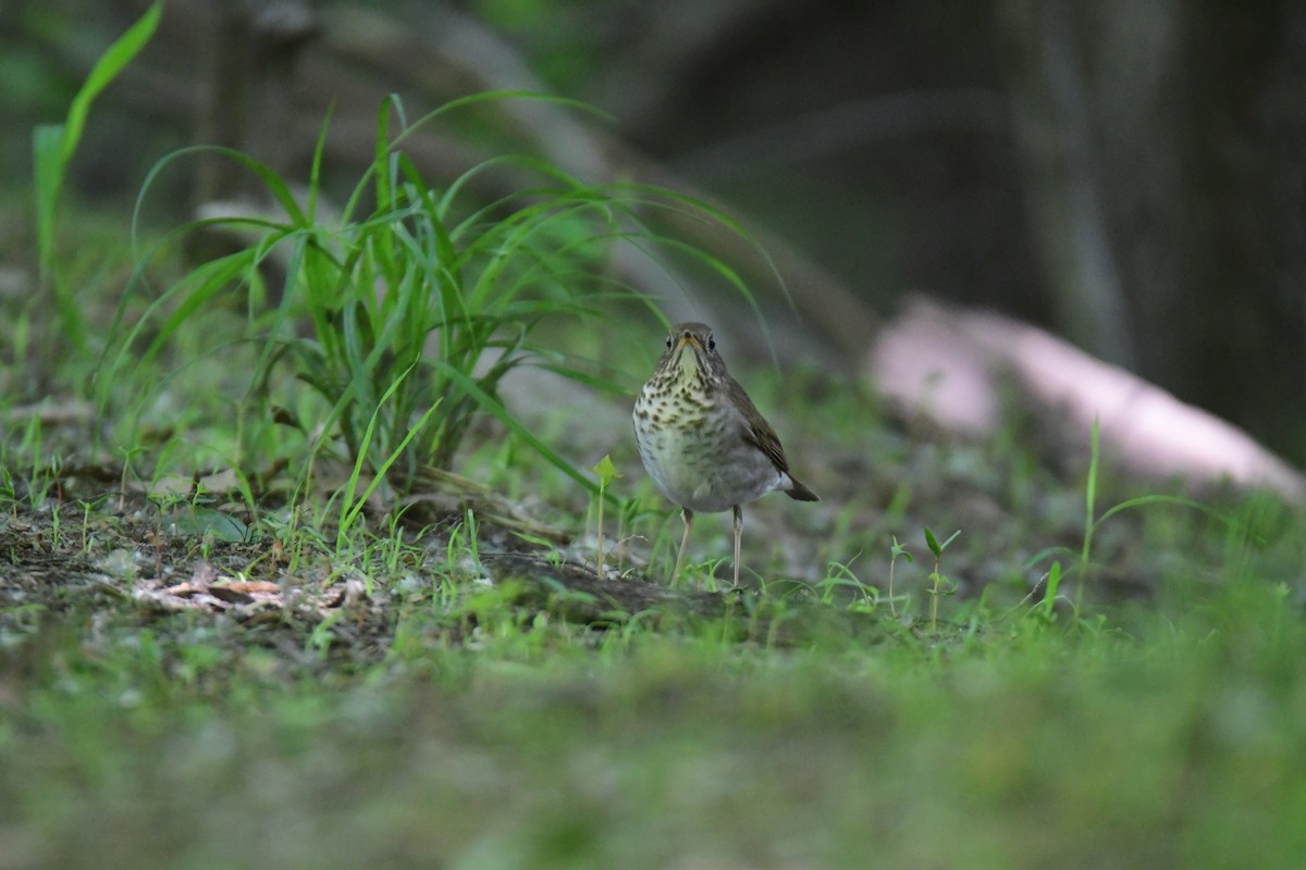 Bicknell's Thrush - ML641478107