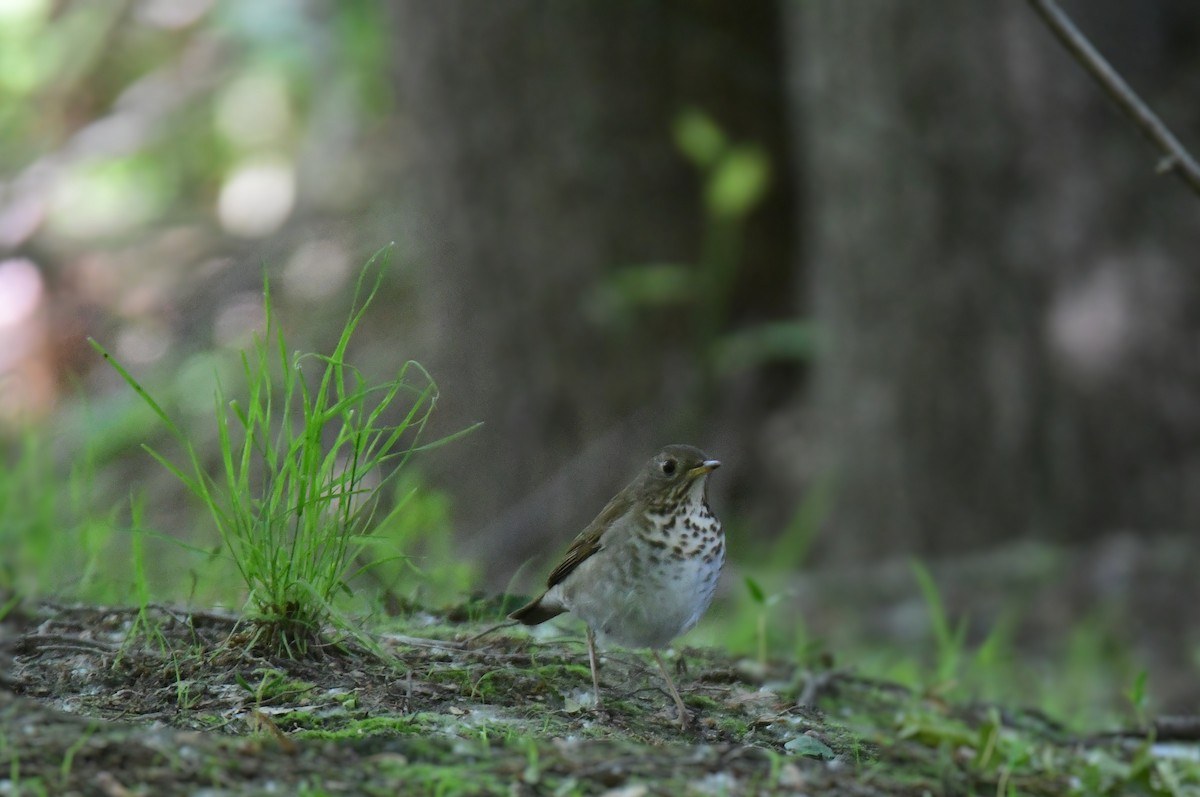Gray-cheeked Thrush - ML641478119