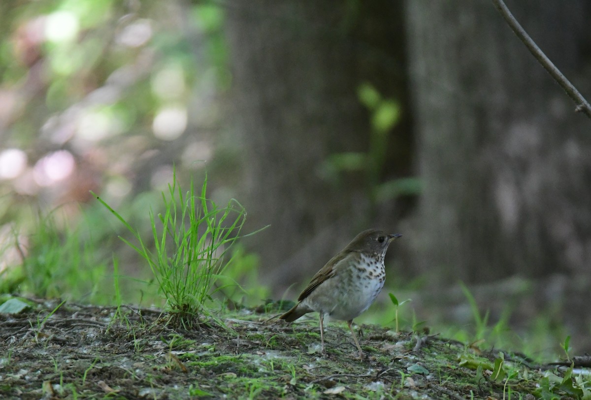 Gray-cheeked Thrush - ML641478120