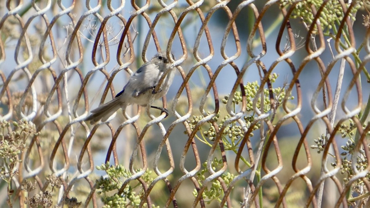 Bushtit (Pacific) - ML641478144