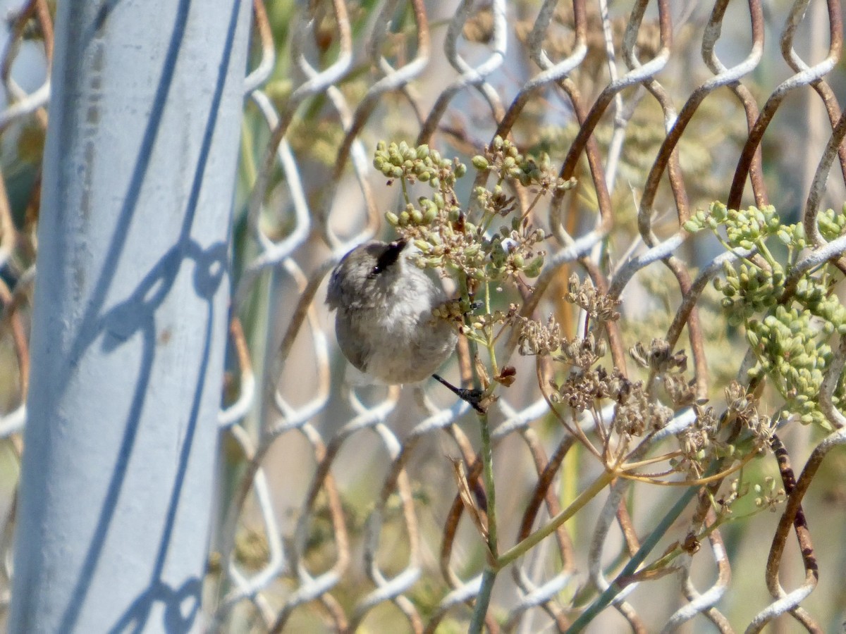 Bushtit (Pacific) - ML641478146