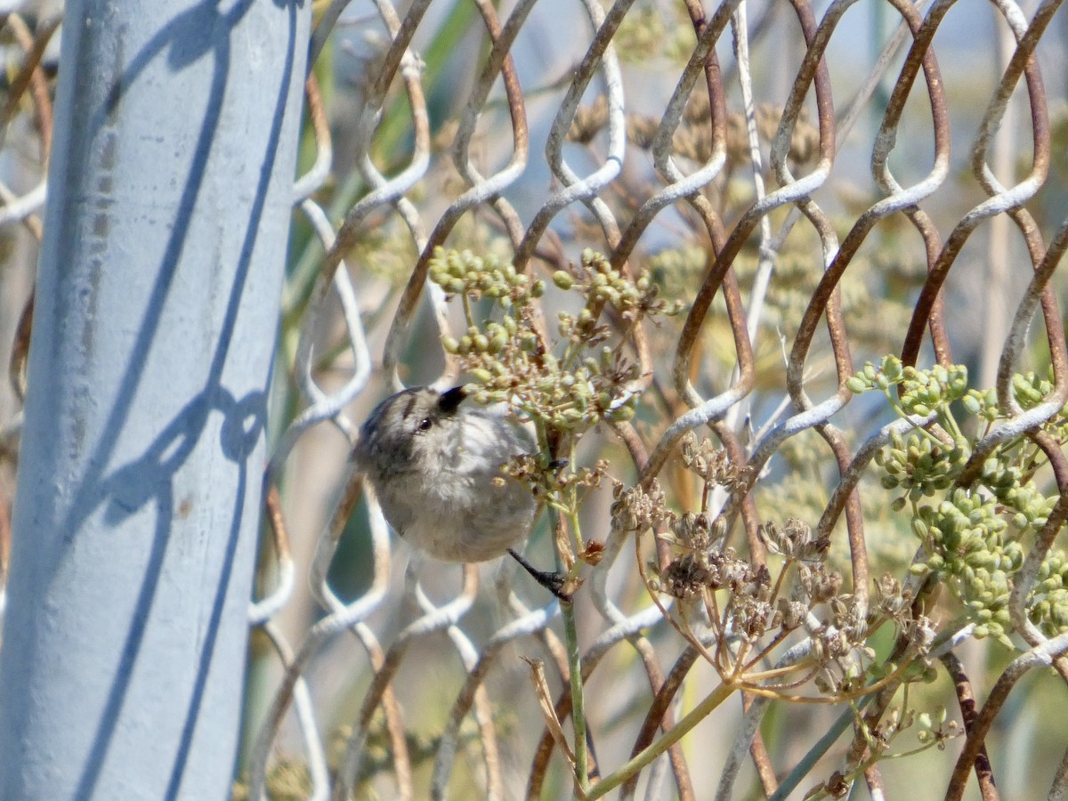 Bushtit (Pacific) - ML641478147