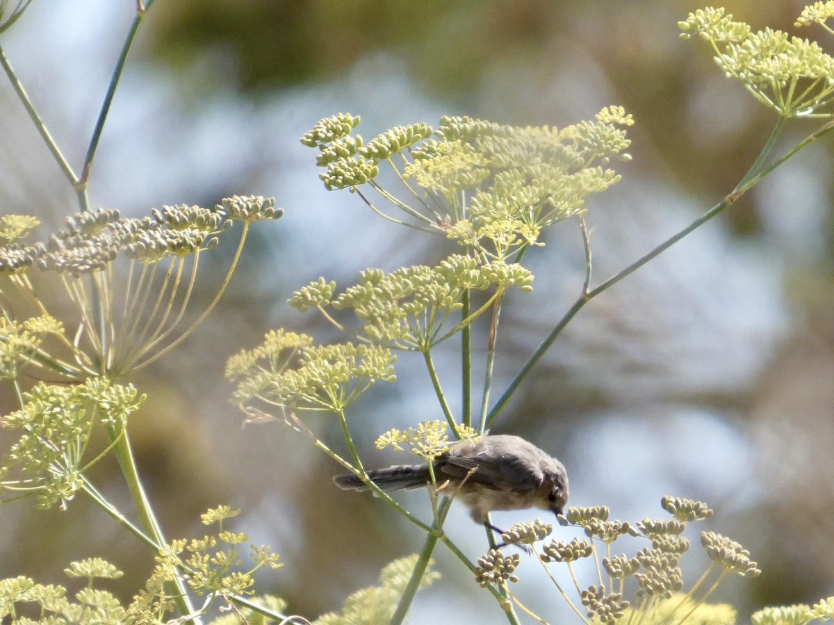 Bushtit (Pacific) - ML641478148