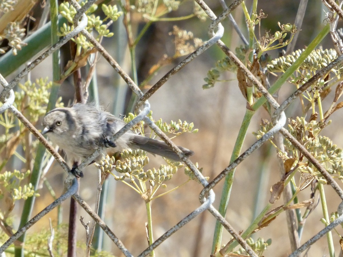 Bushtit (Pacific) - ML641478149