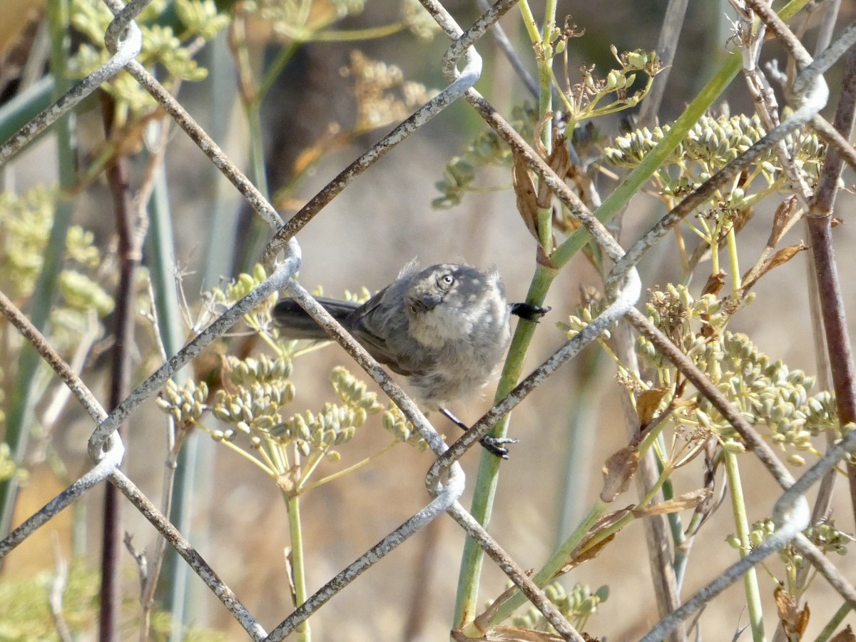 Bushtit (Pacific) - ML641478150