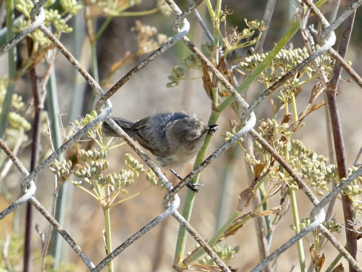 Bushtit (Pacific) - ML641478151