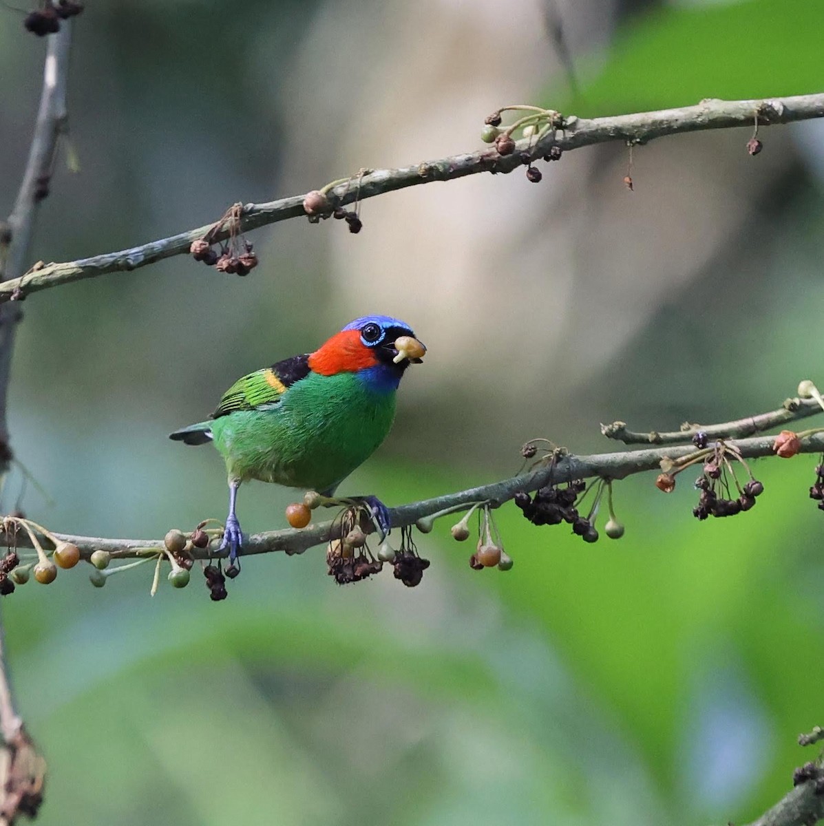 Red-necked Tanager - ML641478153