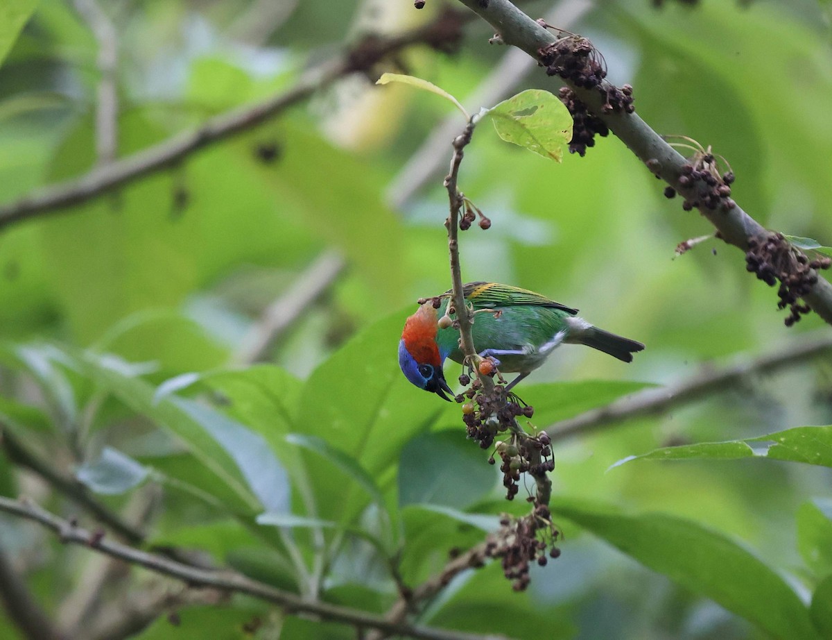 Red-necked Tanager - ML641478154