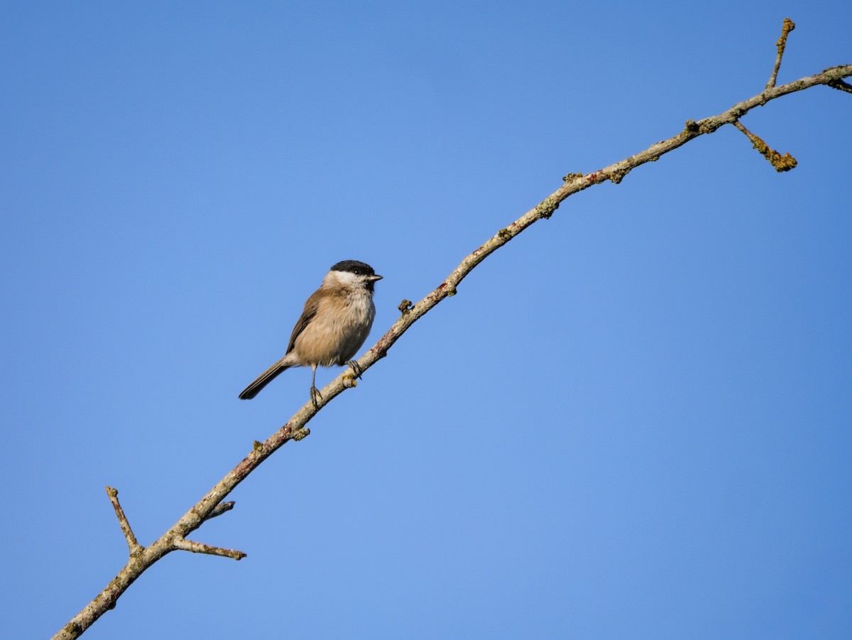 Marsh Tit - ML641478165