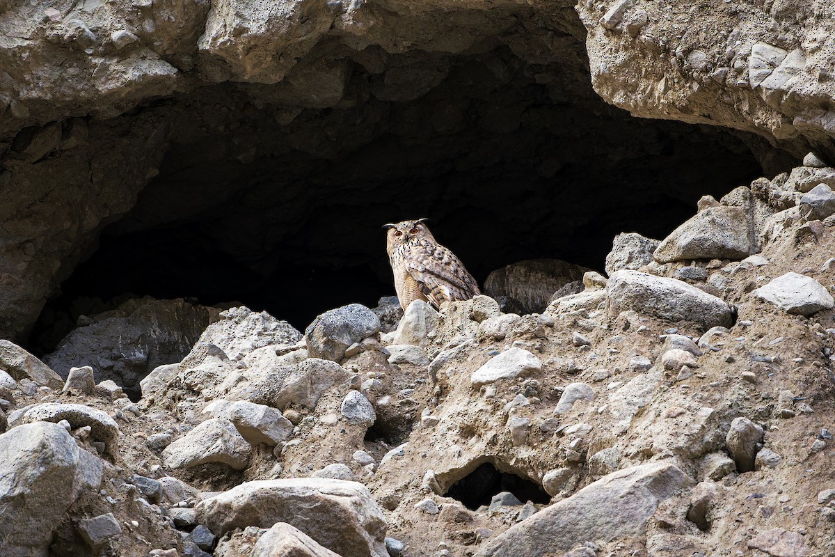 Eurasian Eagle-Owl - ML641478168