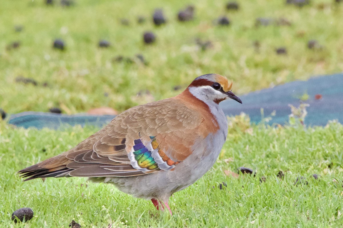 チャノドニジハバト - ML641478231