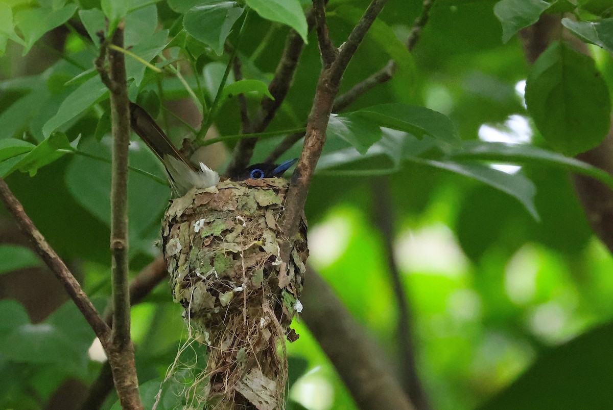 Black Paradise-Flycatcher - ML641478233
