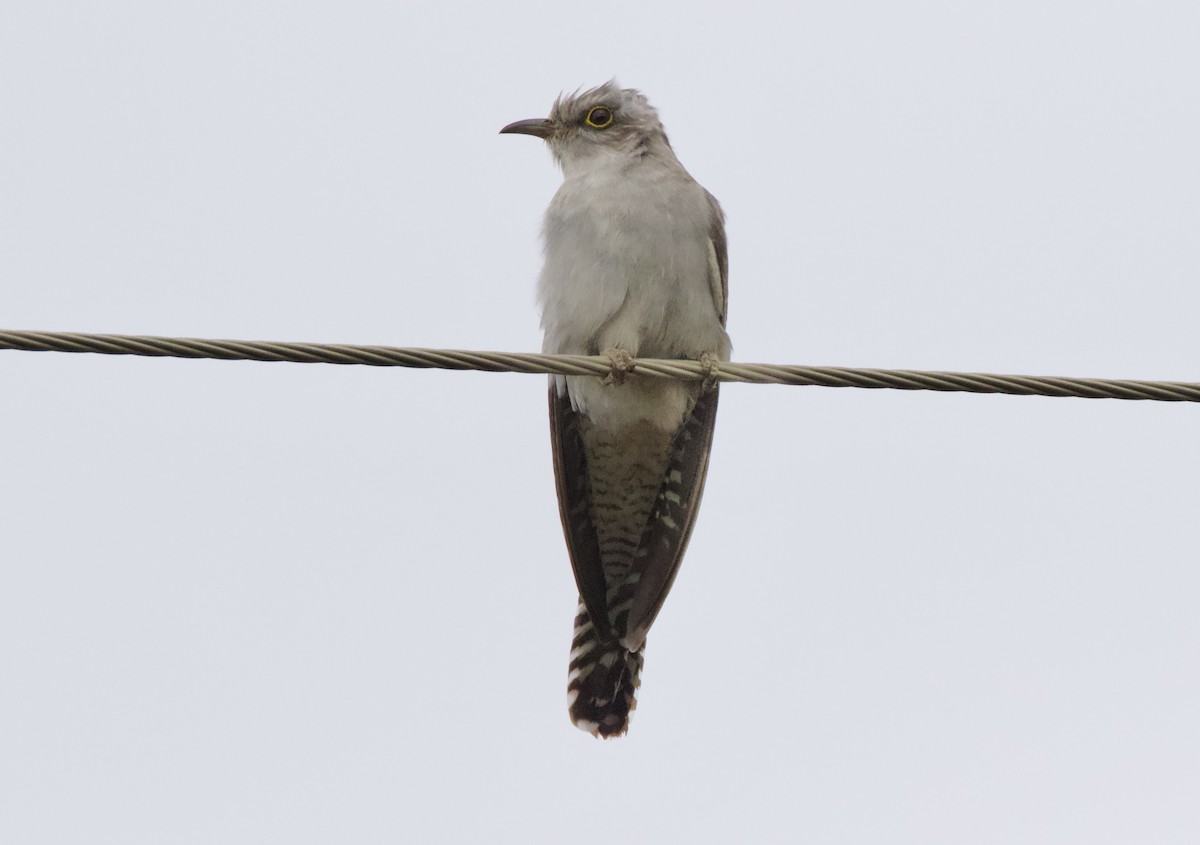 ハイイロカッコウ - ML641478235