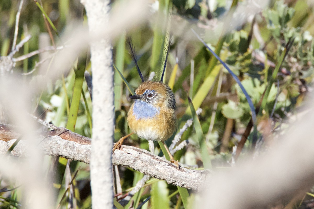 エミュームシクイ - ML641478242