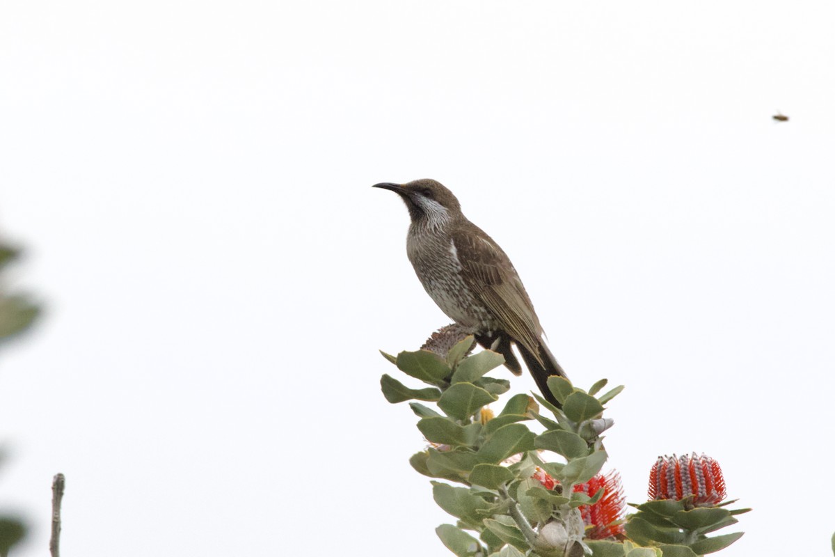 ギンホオミツスイ - ML641478245