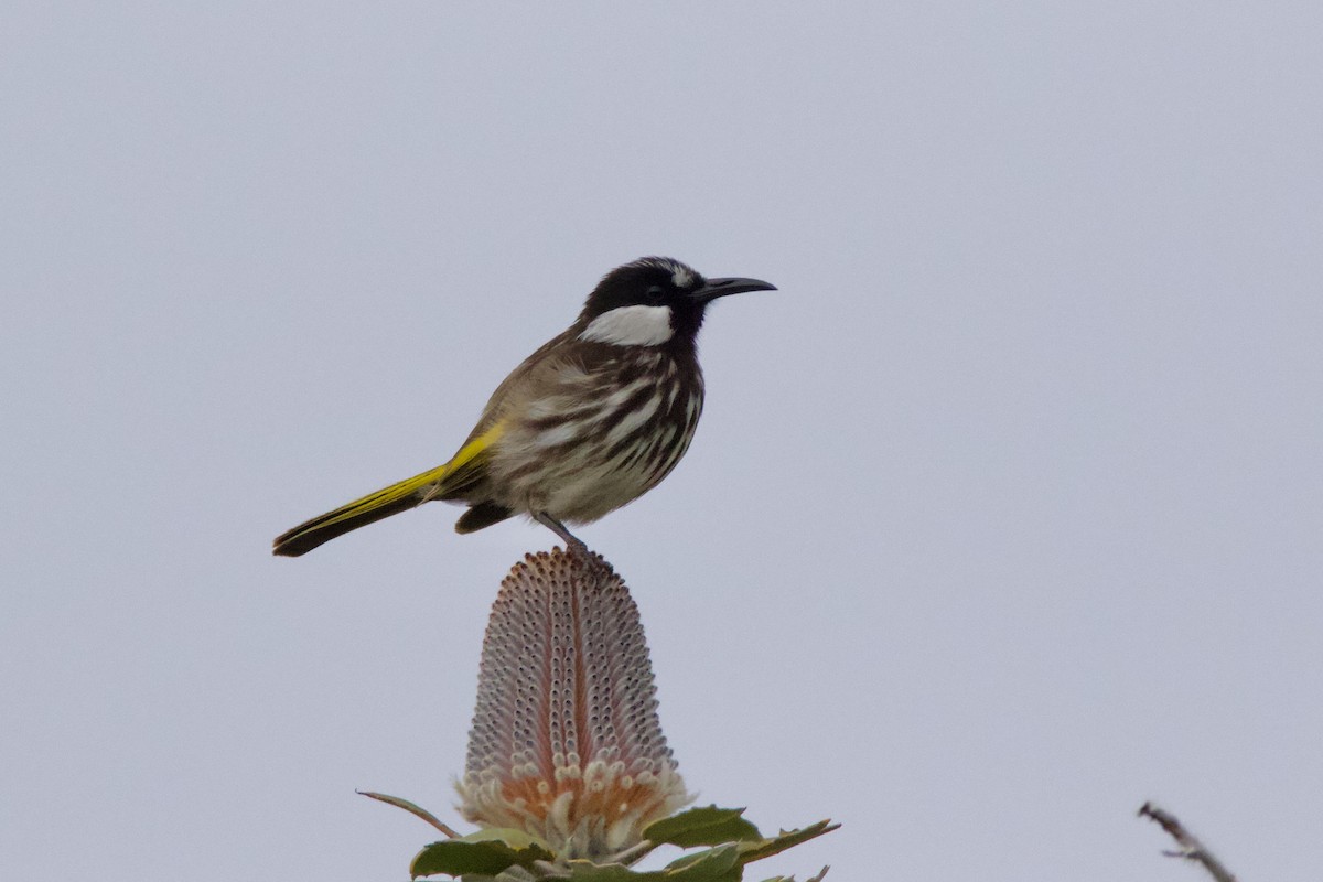 ホオジロキバネミツスイ - ML641478251