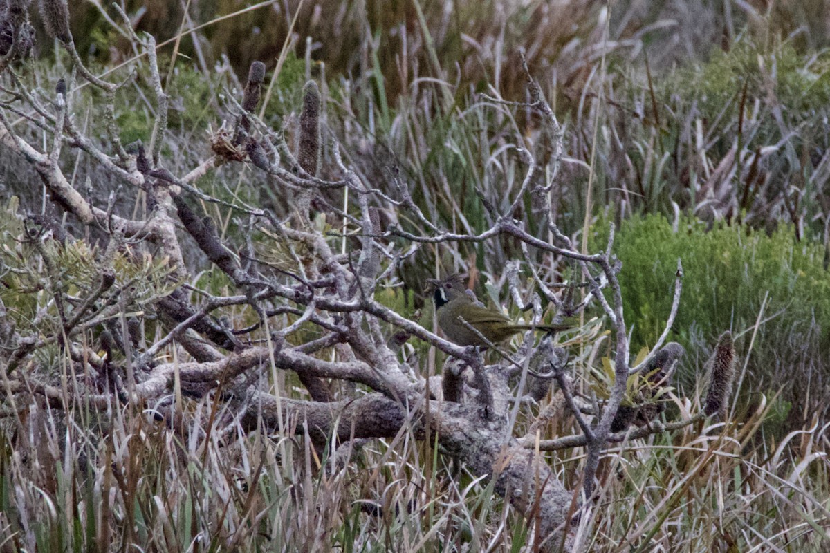 シラヒゲドリ（nigrogularis／oberon） - ML641478256