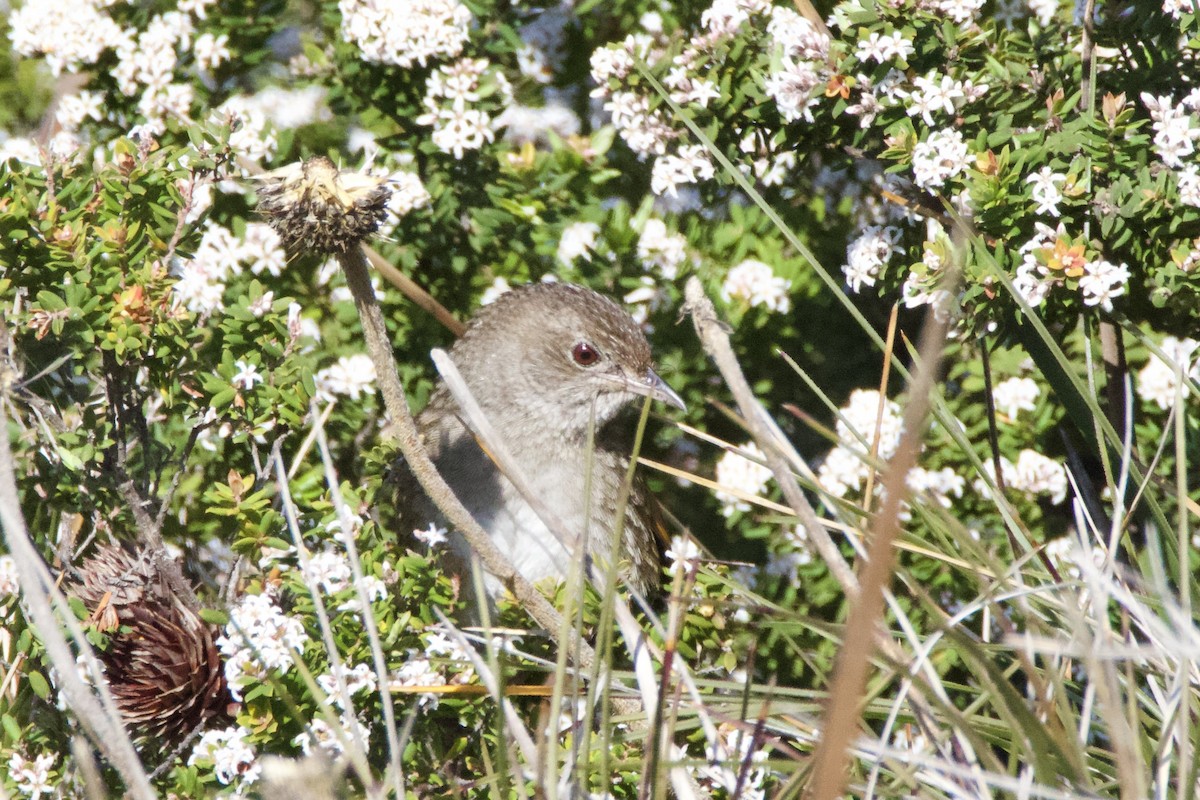 ハシナガヒゲムシクイ - ML641478278